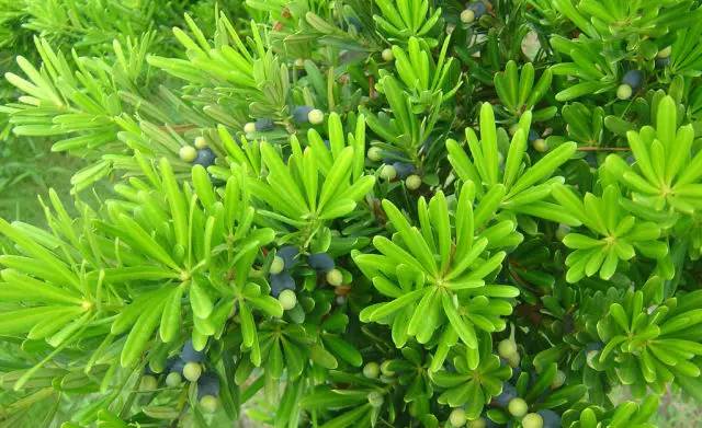 阴性植物龟背竹——阴性植物荷花——阳性植物菊花——阳性植物区别二